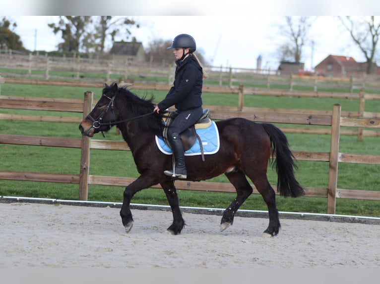 Weitere Ponys/Kleinpferde Wallach 4 Jahre 133 cm Brauner in Pepingen