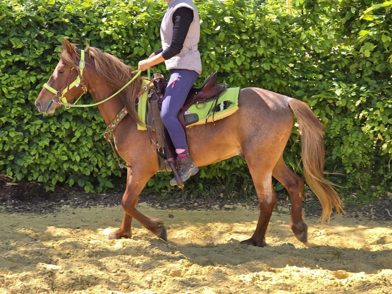 Weitere Ponys/Kleinpferde Wallach 4 Jahre 133 cm Fuchs in Linkenbach