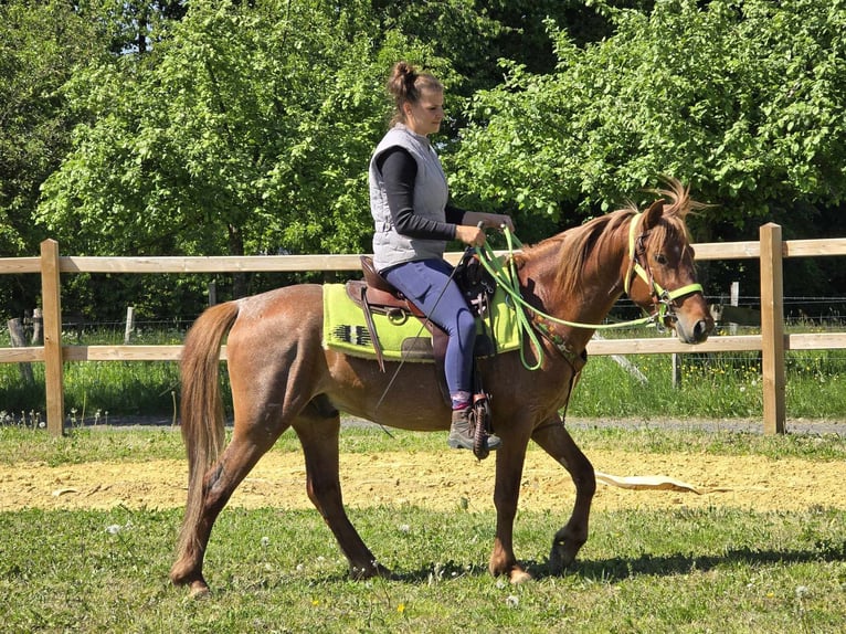 Weitere Ponys/Kleinpferde Wallach 4 Jahre 133 cm Fuchs in Linkenbach
