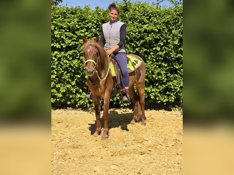 Weitere Ponys/Kleinpferde Wallach 4 Jahre 133 cm Fuchs in Linkenbach