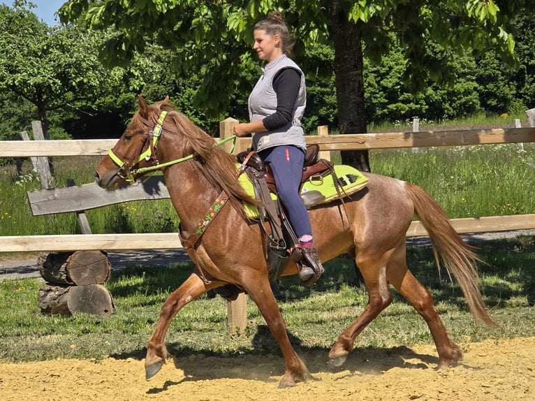 Weitere Ponys/Kleinpferde Wallach 4 Jahre 133 cm Fuchs in Linkenbach