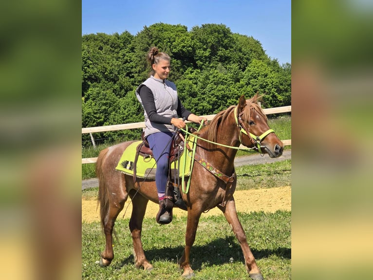 Weitere Ponys/Kleinpferde Wallach 4 Jahre 133 cm Fuchs in Linkenbach