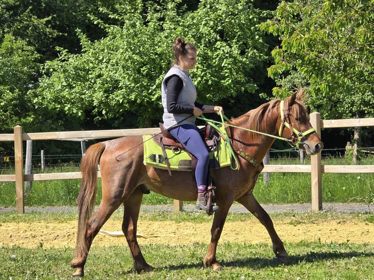 Weitere Ponys/Kleinpferde Wallach 4 Jahre 133 cm Fuchs in Linkenbach