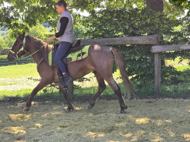 Weitere Ponys/Kleinpferde Wallach 4 Jahre 133 cm Fuchs in Linkenbach