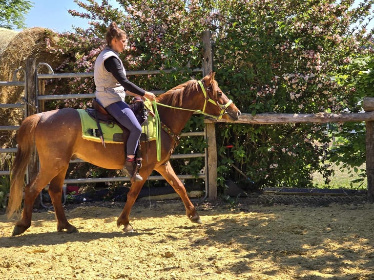 Weitere Ponys/Kleinpferde Wallach 4 Jahre 133 cm Fuchs in Linkenbach