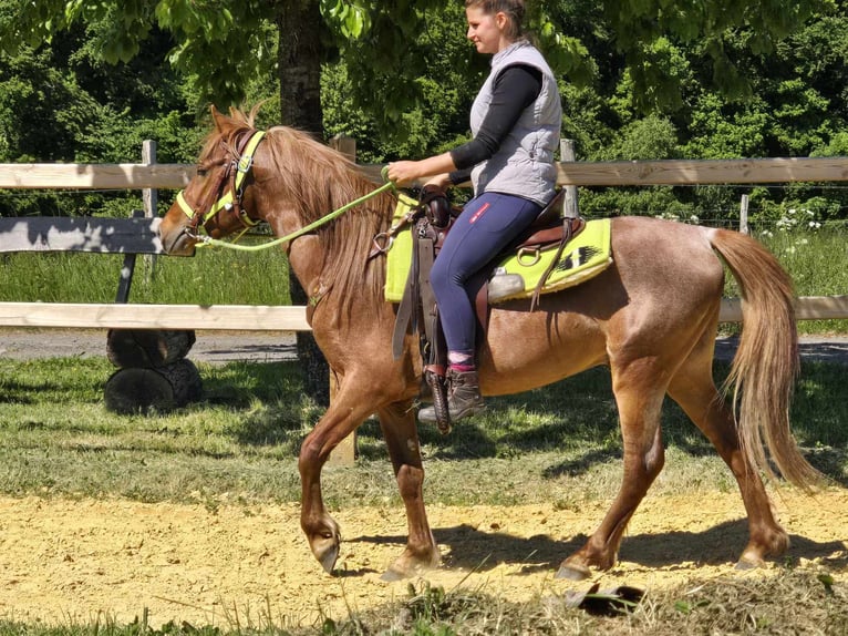 Weitere Ponys/Kleinpferde Wallach 4 Jahre 133 cm Fuchs in Linkenbach