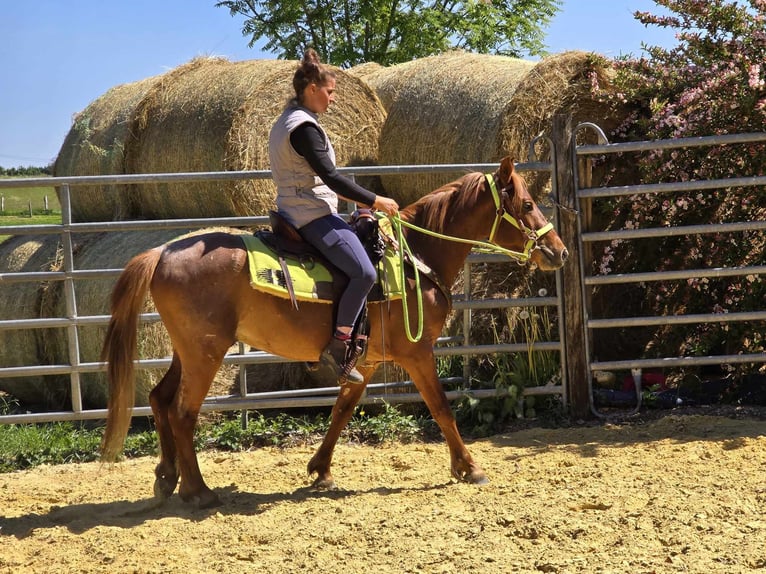 Weitere Ponys/Kleinpferde Wallach 4 Jahre 133 cm Fuchs in Linkenbach