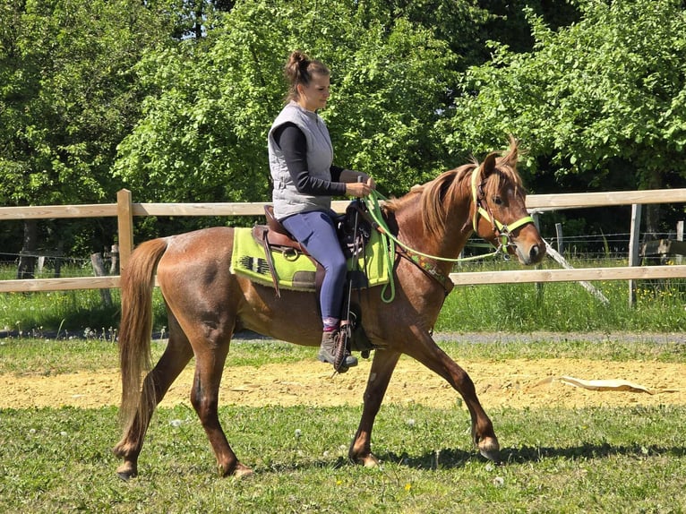 Weitere Ponys/Kleinpferde Wallach 4 Jahre 133 cm Fuchs in Linkenbach