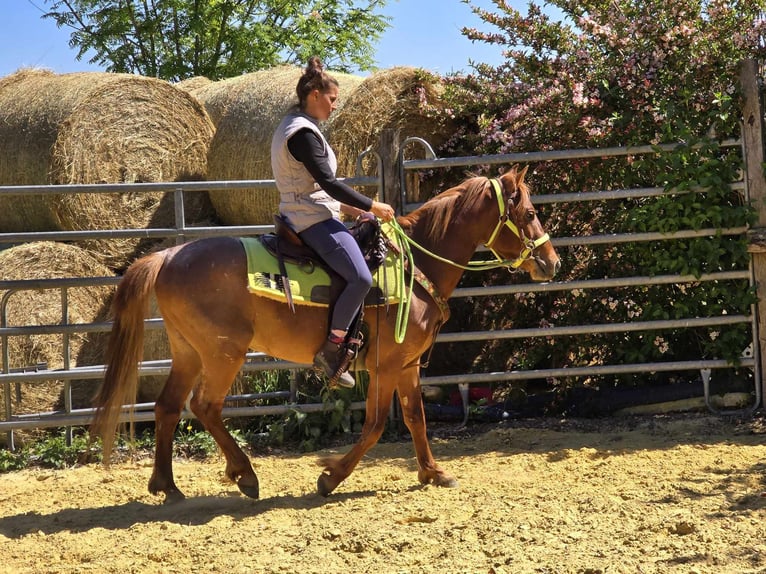 Weitere Ponys/Kleinpferde Wallach 4 Jahre 133 cm Fuchs in Linkenbach