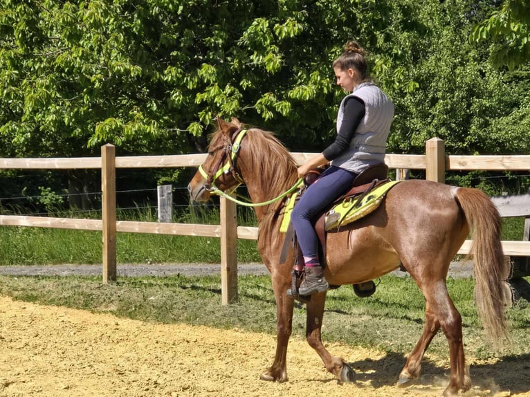 Weitere Ponys/Kleinpferde Wallach 4 Jahre 133 cm Fuchs in Linkenbach