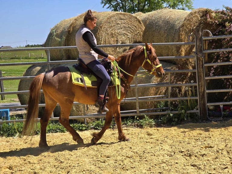 Weitere Ponys/Kleinpferde Wallach 4 Jahre 133 cm Fuchs in Linkenbach