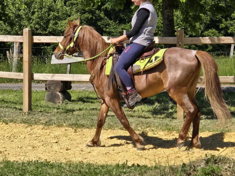 Weitere Ponys/Kleinpferde Wallach 4 Jahre 133 cm Fuchs in Linkenbach