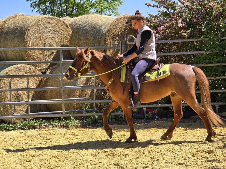 Weitere Ponys/Kleinpferde Wallach 4 Jahre 133 cm Fuchs in Linkenbach