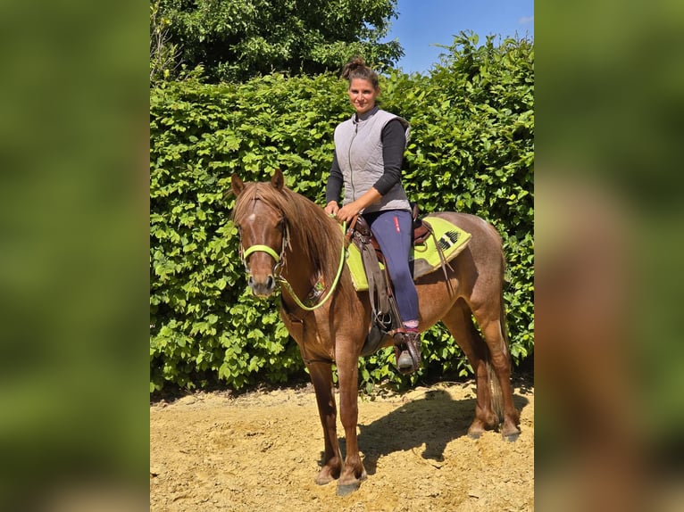 Weitere Ponys/Kleinpferde Wallach 4 Jahre 133 cm Fuchs in Linkenbach