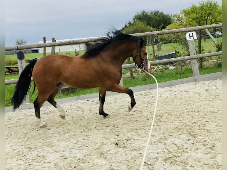 Weitere Ponys/Kleinpferde Wallach 4 Jahre 134 cm Brauner in Sch&#xF6;nherrn