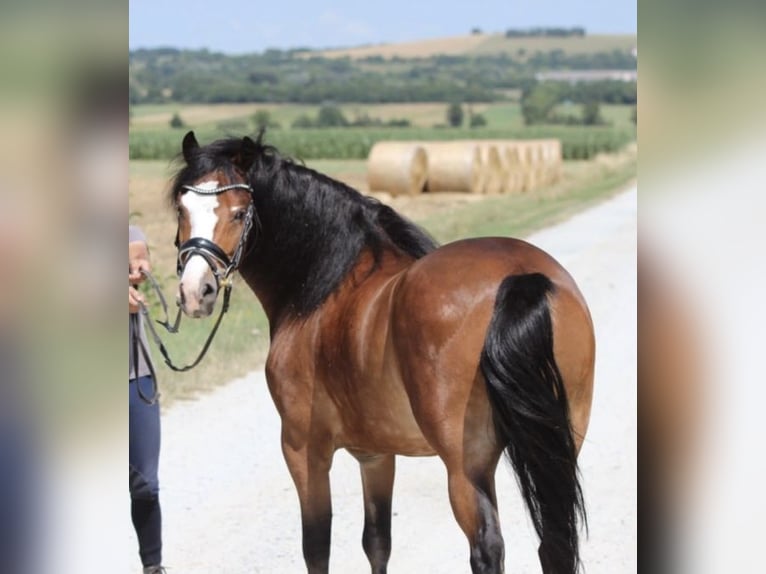 Weitere Ponys/Kleinpferde Wallach 4 Jahre 134 cm Brauner in Sch&#xF6;nherrn
