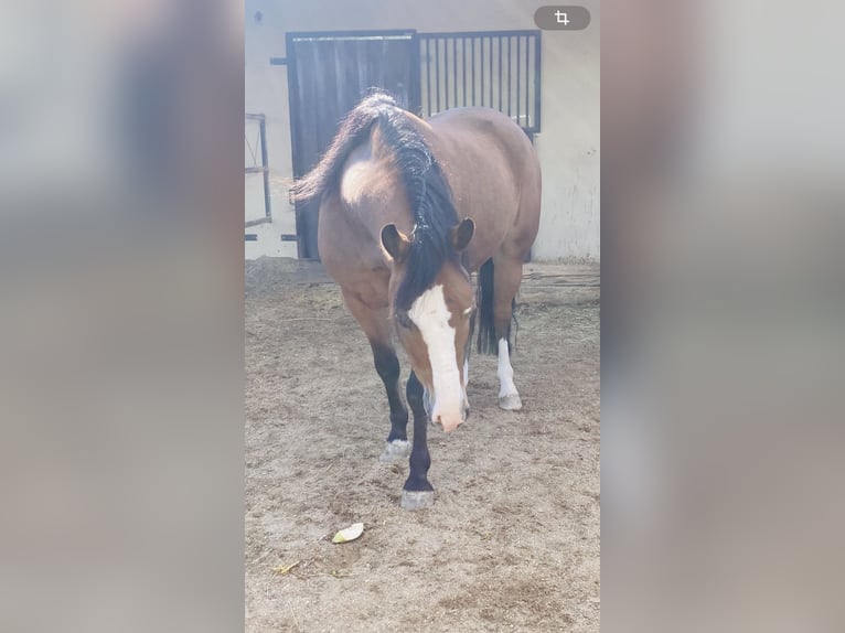 Weitere Ponys/Kleinpferde Wallach 4 Jahre 134 cm Brauner in Sch&#xF6;nherrn