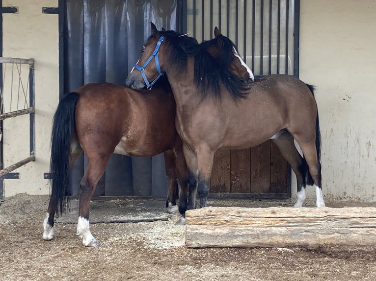 Weitere Ponys/Kleinpferde Wallach 4 Jahre 134 cm Brauner in Sch&#xF6;nherrn