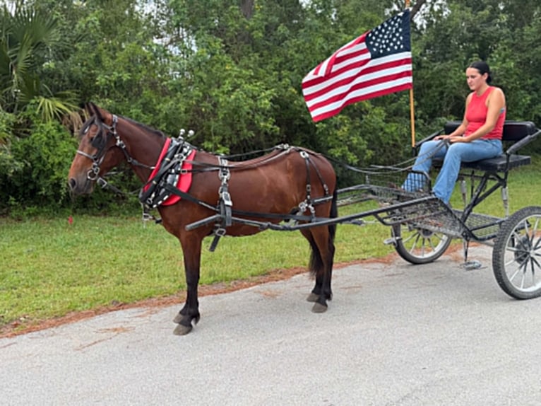 Weitere Ponys/Kleinpferde Wallach 4 Jahre 135 cm Rotbrauner in Loxahatchee