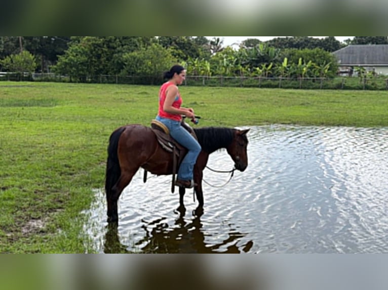 Weitere Ponys/Kleinpferde Wallach 4 Jahre 135 cm Rotbrauner in Loxahatchee