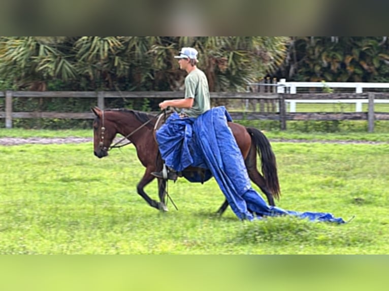 Weitere Ponys/Kleinpferde Wallach 4 Jahre 135 cm Rotbrauner in Loxahatchee