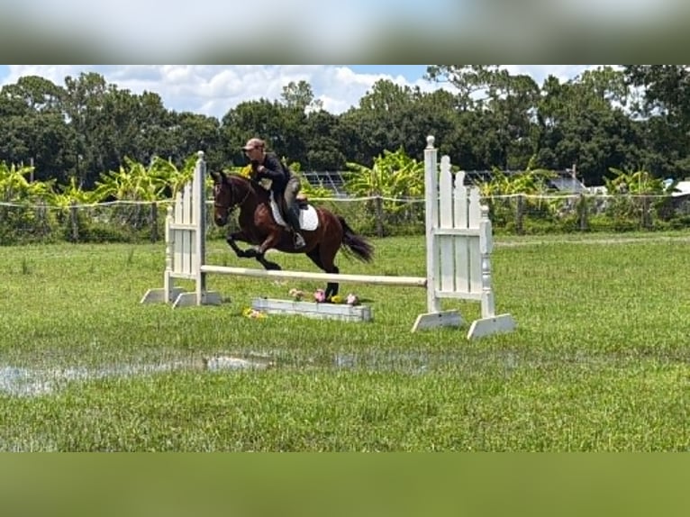 Weitere Ponys/Kleinpferde Wallach 4 Jahre 135 cm Rotbrauner in Loxahatchee