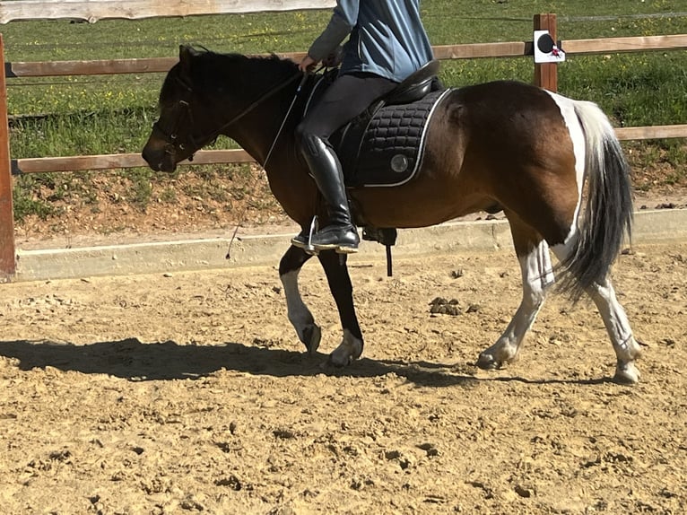 Weitere Ponys/Kleinpferde Wallach 4 Jahre 135 cm Schecke in Ursensollen