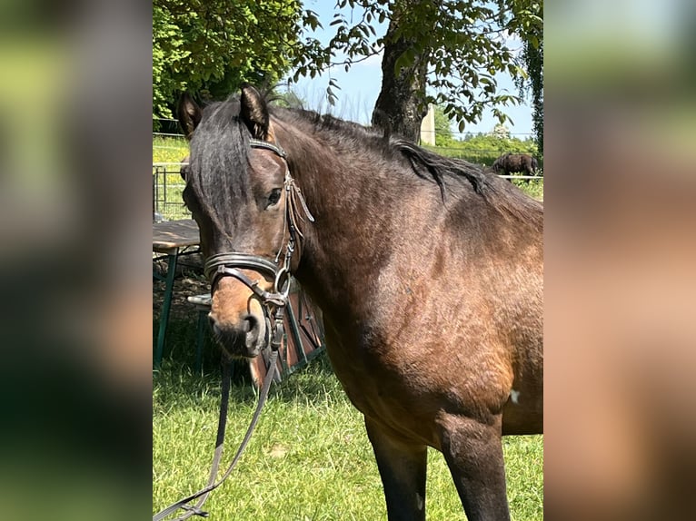 Weitere Ponys/Kleinpferde Wallach 4 Jahre 135 cm Schecke in Ursensollen