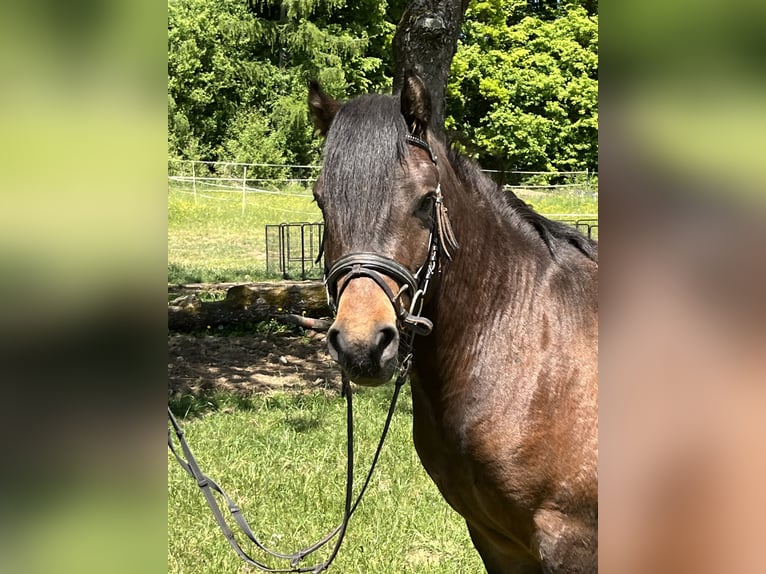 Weitere Ponys/Kleinpferde Wallach 4 Jahre 135 cm Schecke in Ursensollen