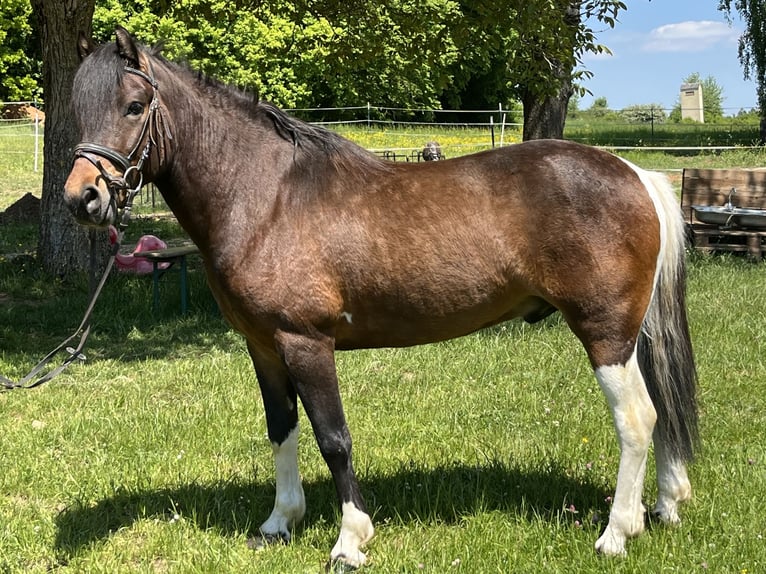 Weitere Ponys/Kleinpferde Wallach 4 Jahre 135 cm Schecke in Ursensollen
