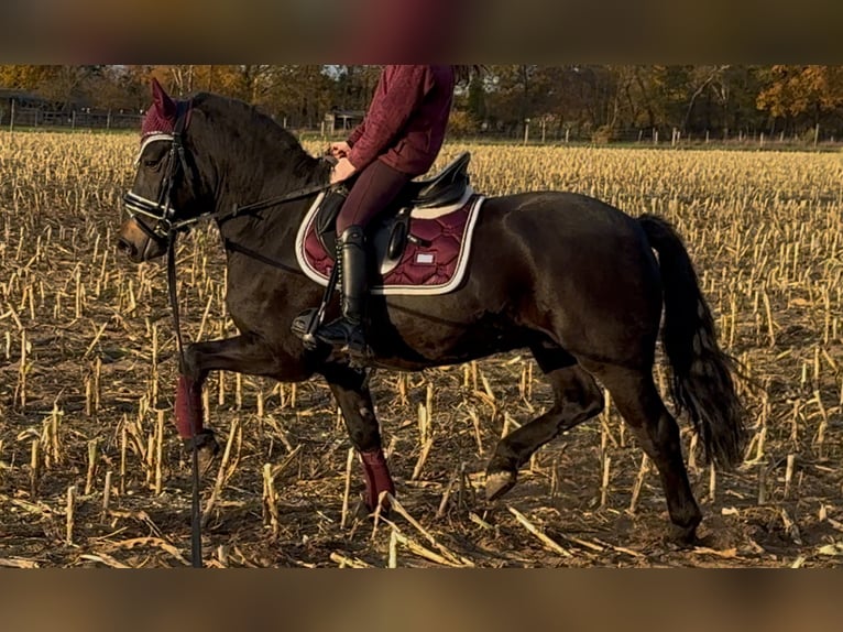 Weitere Ponys/Kleinpferde Wallach 4 Jahre 135 cm Schwarzbrauner in Bramsche