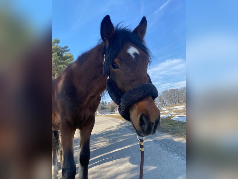 Weitere Ponys/Kleinpferde Wallach 4 Jahre 136 cm Brauner in Sankt Stefan im Rosental
