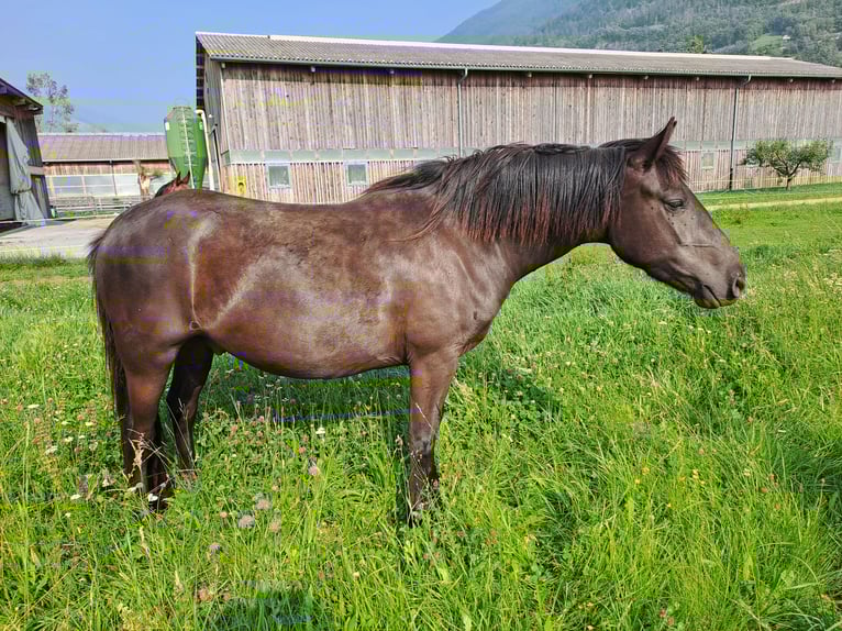 Weitere Ponys/Kleinpferde Wallach 4 Jahre 136 cm Rappe in Turtmann