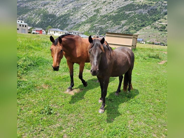 Weitere Ponys/Kleinpferde Wallach 4 Jahre 136 cm Rappe in Turtmann