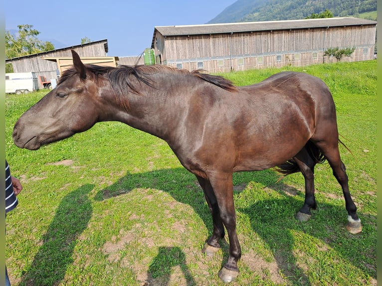 Weitere Ponys/Kleinpferde Wallach 4 Jahre 136 cm Rappe in Turtmann