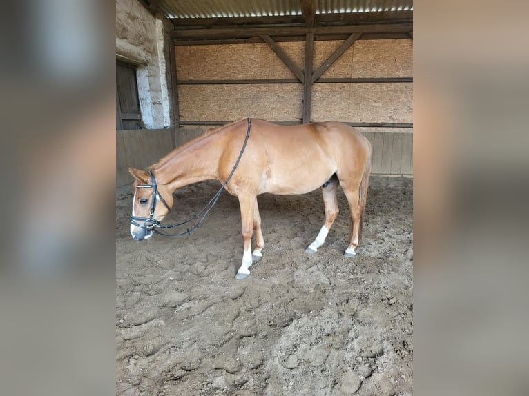 Weitere Ponys/Kleinpferde Wallach 4 Jahre 137 cm Fuchs in Springe