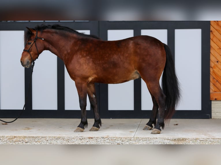Weitere Ponys/Kleinpferde Wallach 4 Jahre 137 cm Rotbrauner in Shipshewana