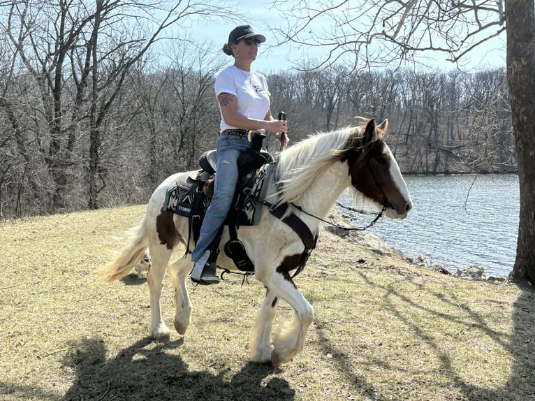 Weitere Ponys/Kleinpferde Wallach 4 Jahre 137 cm Schecke in Princeton