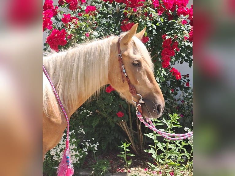 Weitere Ponys/Kleinpferde Wallach 4 Jahre 140 cm Palomino in Bayerbach