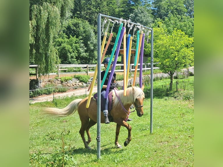 Weitere Ponys/Kleinpferde Wallach 4 Jahre 140 cm Palomino in Bayerbach