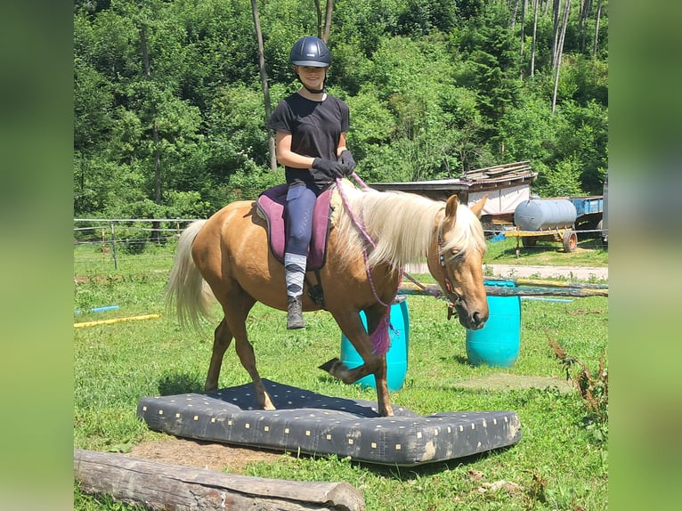 Weitere Ponys/Kleinpferde Wallach 4 Jahre 140 cm Palomino in Bayerbach
