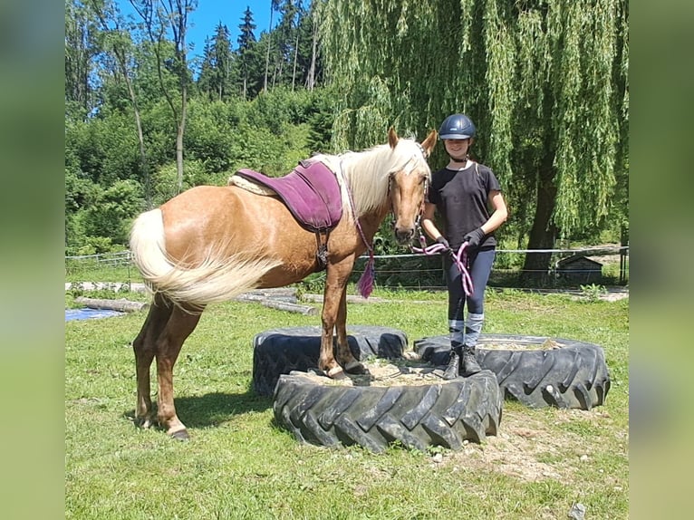 Weitere Ponys/Kleinpferde Wallach 4 Jahre 140 cm Palomino in Bayerbach