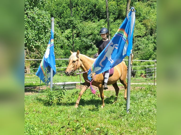 Weitere Ponys/Kleinpferde Wallach 4 Jahre 140 cm Palomino in Bayerbach