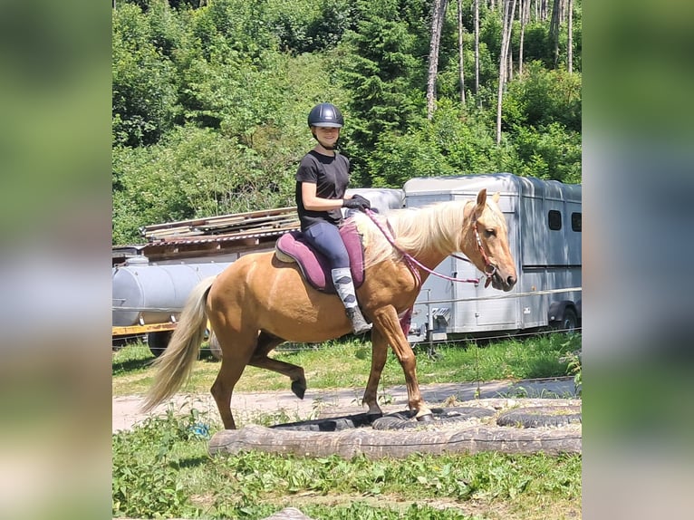 Weitere Ponys/Kleinpferde Wallach 4 Jahre 140 cm Palomino in Bayerbach