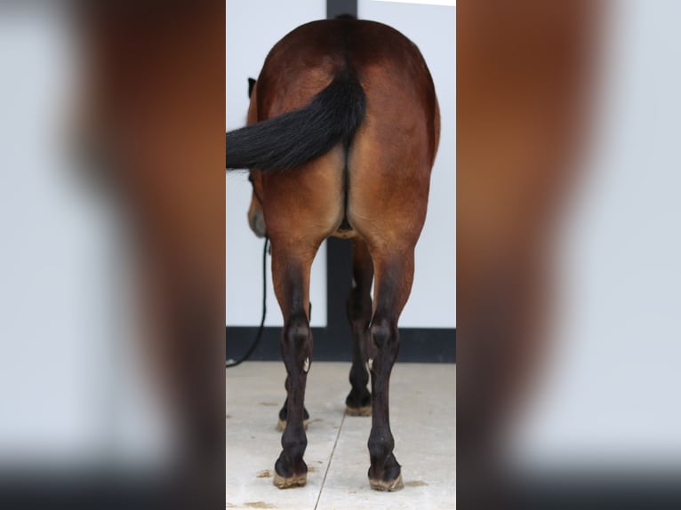 Weitere Ponys/Kleinpferde Wallach 4 Jahre 140 cm Rotbrauner in Shipshewana