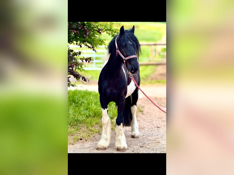 Weitere Ponys/Kleinpferde Wallach 4 Jahre 140 cm Schecke in Bexbach