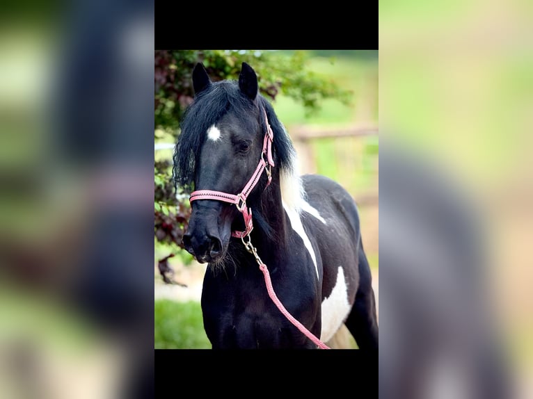 Weitere Ponys/Kleinpferde Wallach 4 Jahre 140 cm Schecke in Bexbach