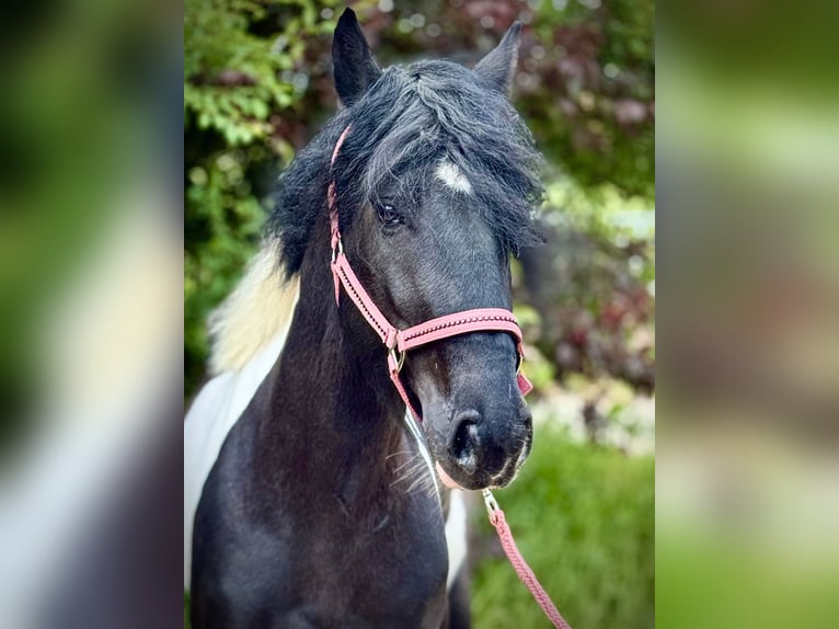 Weitere Ponys/Kleinpferde Wallach 4 Jahre 140 cm Schecke in Bexbach