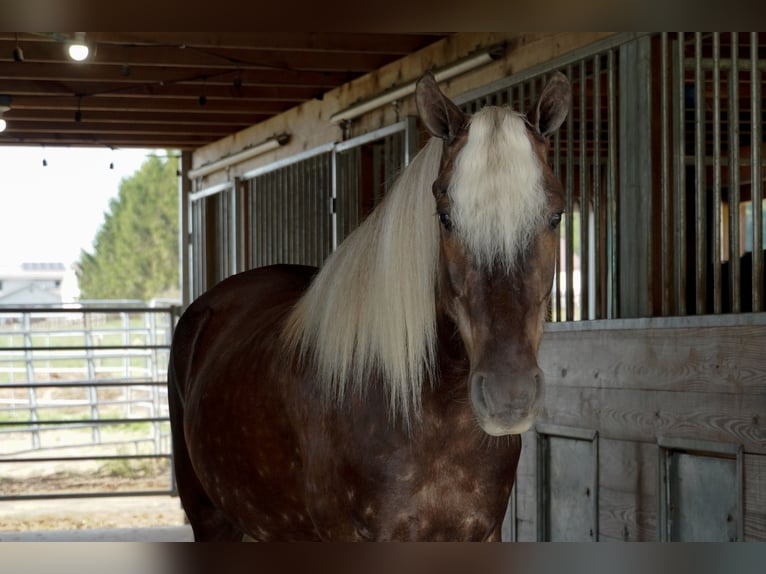 Weitere Ponys/Kleinpferde Wallach 4 Jahre 140 cm  in Fredericksburg