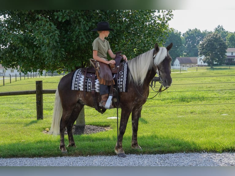 Weitere Ponys/Kleinpferde Wallach 4 Jahre 140 cm  in Fredericksburg